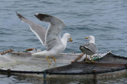 Madeira’s Majestic South Coastal Wonders