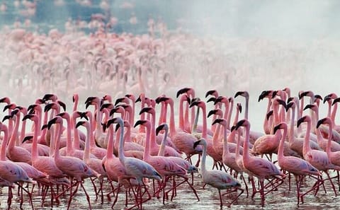 Lake Nakuru Wildlife Adventure Day Trip from Nairobi
