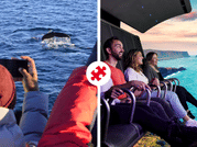 Whales & FlyOver Iceland 1