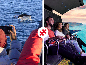 Whales & FlyOver Iceland