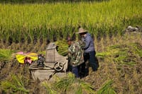 working in rice paddies