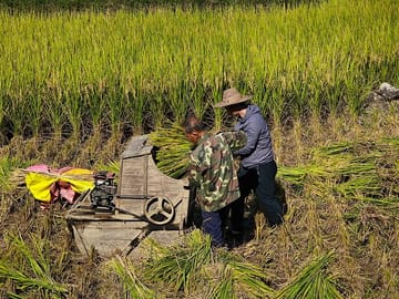 working in rice paddies