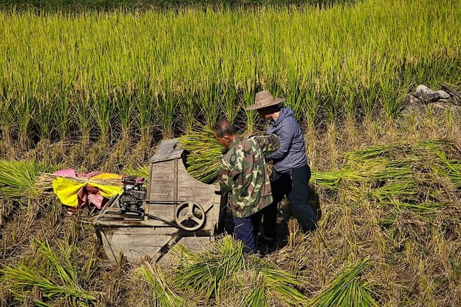 working in rice paddies