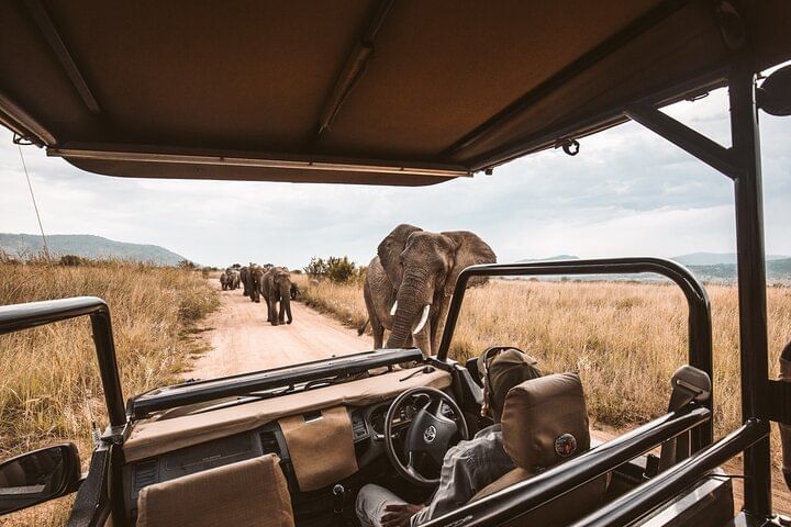 Elephant viewed on open safari