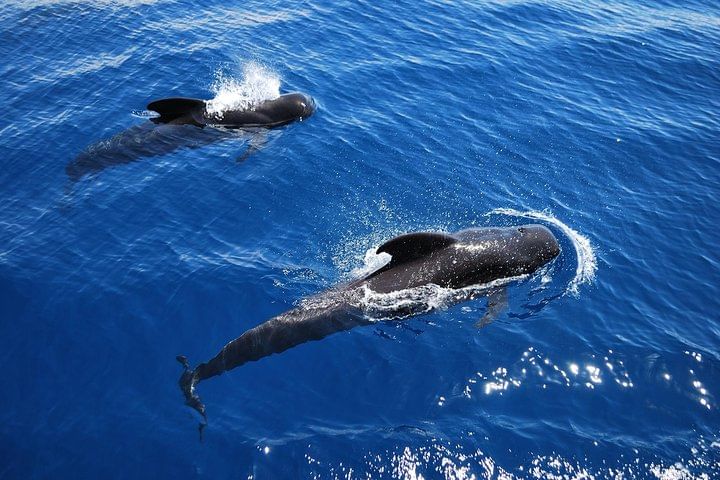 2h Viking Cruise Whales & Dolphins Watching