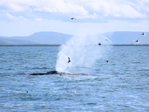 Húsavík: Small-Family Run, Responsible Whale Watching, photo 5