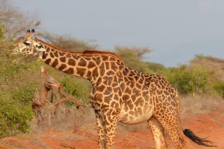 Private 3 Day Tsavo East Safari from Mombasa 8