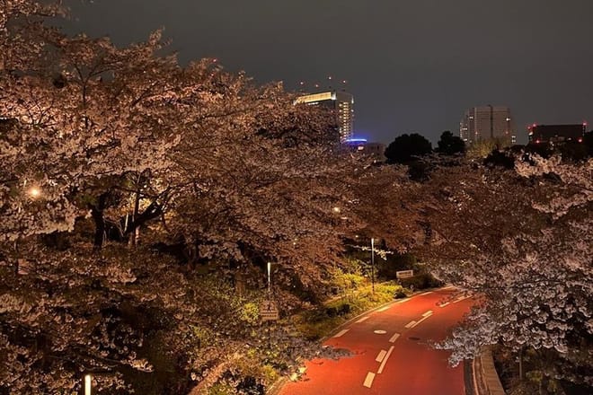 2-Hour Tokyo Night Bike Tour: Shibuya, City Lights & Tokyo Tower photo 3