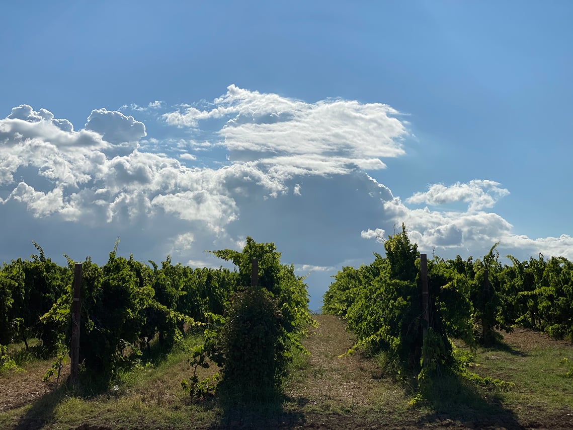 The countryside wine-growing of San Lorenzo