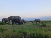 CLASSIC 6 DAYS 5 NIGHTS AMBOSELI NAKURU MAASAI MARA SAFARI 8