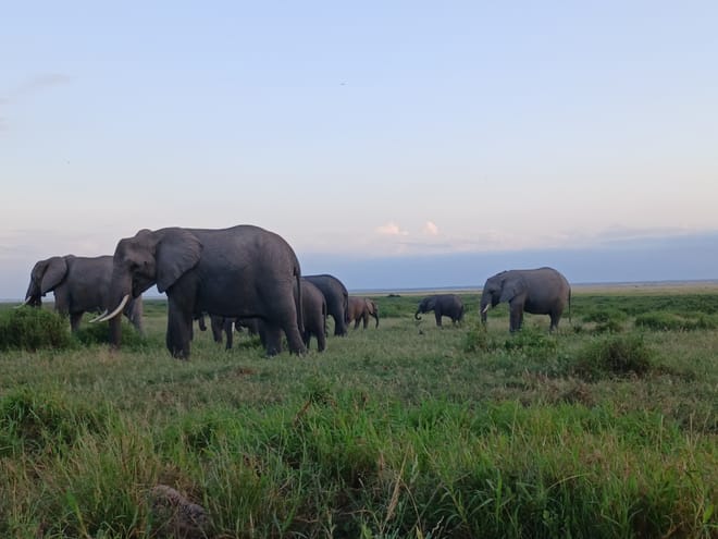 CLASSIC 6 DAYS 5 NIGHTS AMBOSELI NAKURU MAASAI MARA SAFARI 8