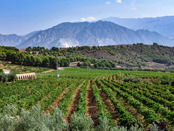 From Granada: Almuñecar city and winery visit