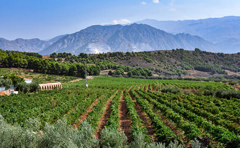 From Granada: Almuñecar city and winery visit