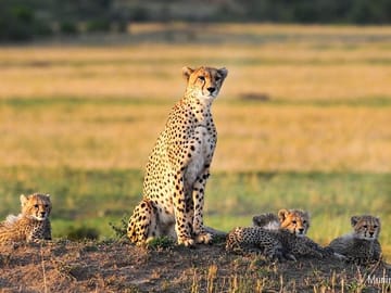 Cheetah at Maasai mara