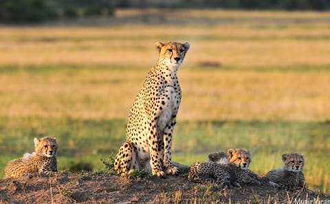 2-Day Safari Adventure in Maasai Mara from Nairobi
