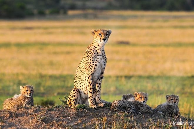 Cheetah at Maasai mara