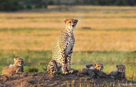 2-Day Safari Adventure in Maasai Mara from Nairobi