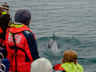 Whales, Puffins & Reykjavík, photo 6