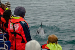 Whales, Puffins & Reykjavík 6