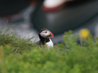 Reykjavík Whales & Puffins, photo 18