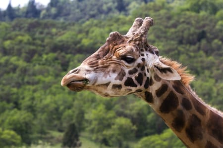 Nairobi National Museum, Giraffe Center & Unique Beads Experience