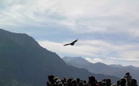 2-Day Trekking Adventure in Colca Canyon from Arequipa