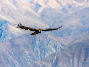 Colca Canyon Day Tour from Arequipa, Peru