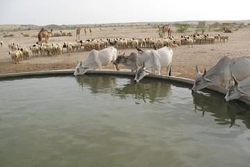 Sunset Camel Safari in Jaisalmer Sand Dunes & Dinner with Cultural Program