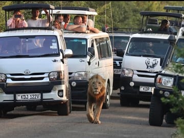 Maasai Mara Day Trip