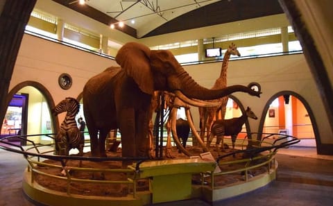 Private Guided Tour of Nairobi National Museum and Snake Park