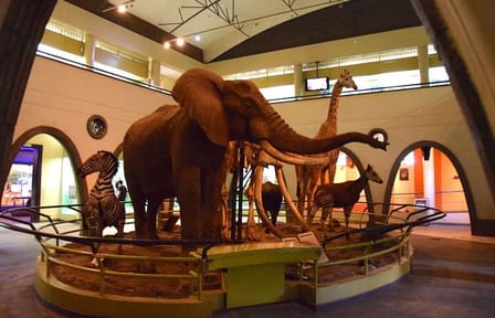 Private Guided Tour of Nairobi National Museum and Snake Park