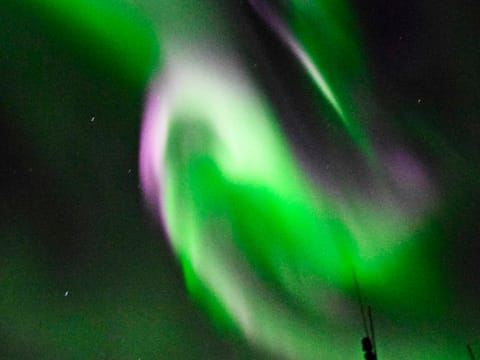 Horses & Northern Lights by boat, photo 4