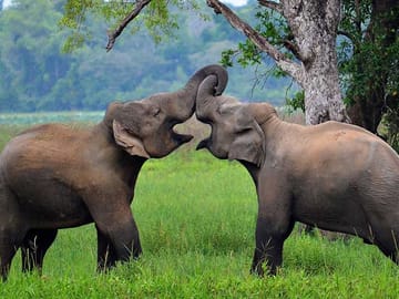 Three-Day Adventure Tour in Wasgamuwa National Park, Matale
