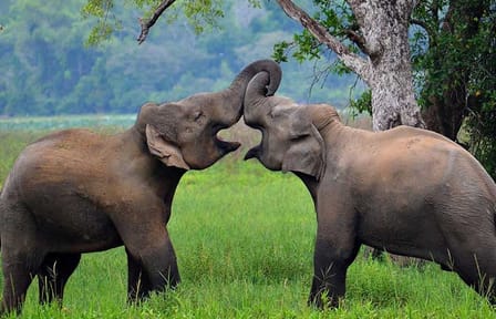 Three-Day Adventure Tour in Wasgamuwa National Park, Matale