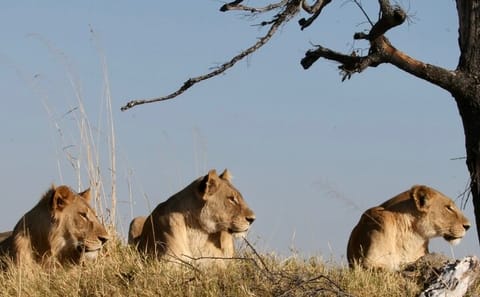 8-Day Adventure Tour of Victoria Falls, Chobe, and Okavango Delta