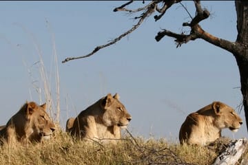 8-Day Adventure Tour of Victoria Falls, Chobe, and Okavango Delta
