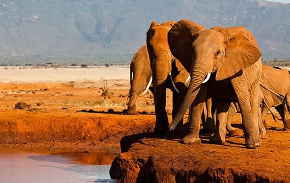 Full Day Private Tour to Tsavo East Park from Mombasa