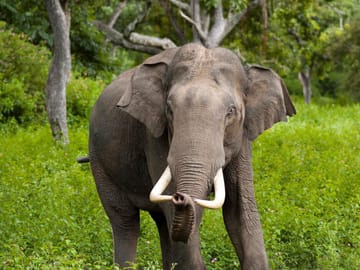 Wilpattu National Park Safari from Colombo, Sri Lanka