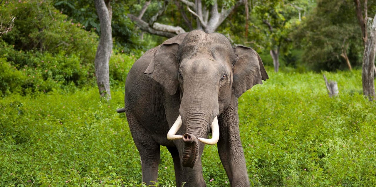 Wilpattu Safari Experience 5