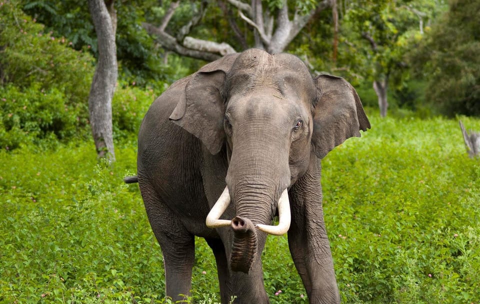 Wilpattu National Park Safari from Colombo, Sri Lanka