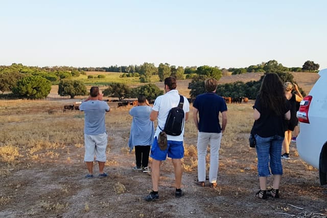 Visit to a Cattle Ranch of Toros Bravos in Seville photo 5