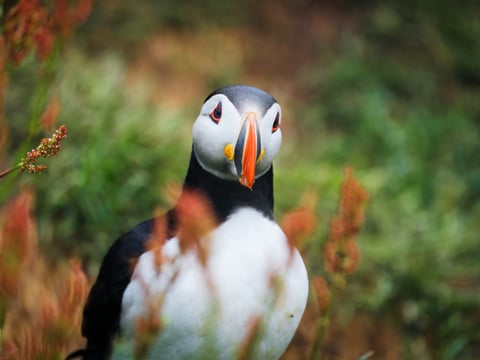 Private Eastfjords Seasonal Wildlife Tour from Seyðisfjörður
