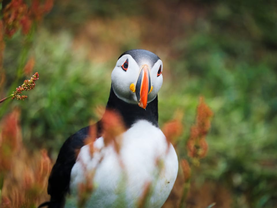 Private Eastfjords Seasonal Wildlife Tour from Seyðisfjörður — Magic Iceland Travel