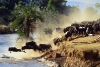 Migrations in mara river
