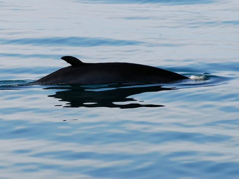 Whales & White Water Rafting, photo 4