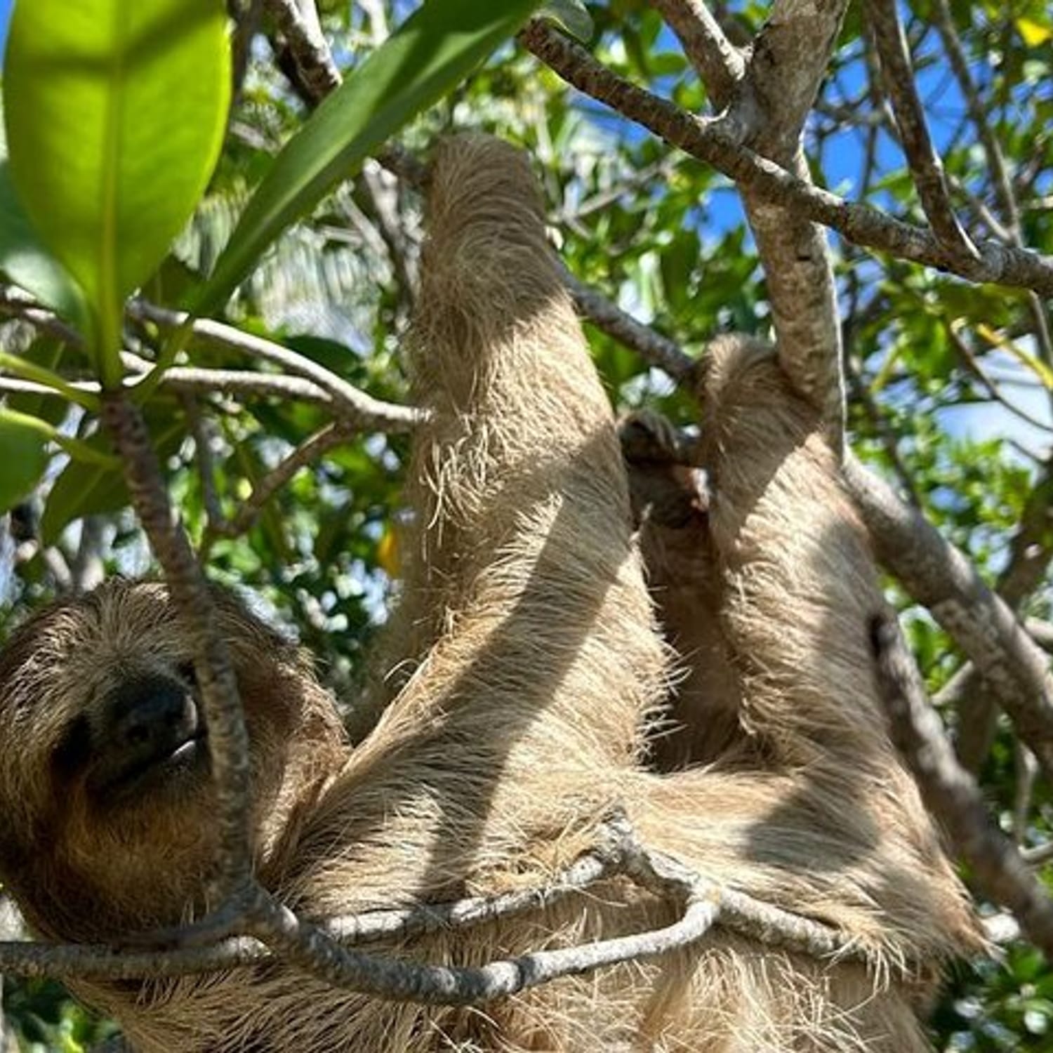 Monkey and Sloth Island Tour with Chocolate and Rum in Roatan