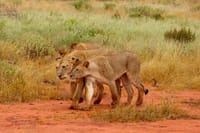 Graceful lionesses on the prowl
