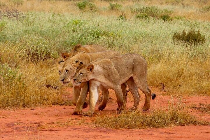 Graceful lionesses on the prowl
