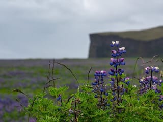 Full-Day Private Tour to Explore South Coast of Iceland, photo 6