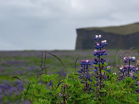 Full-Day Private Tour to Explore South Coast of Iceland, photo 6